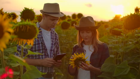 Two-young-scientists-are-studying-a-sunflower-with-a-magnifier-on-the-field.-They-write-down-its-basic-properties-on-a-tablet.